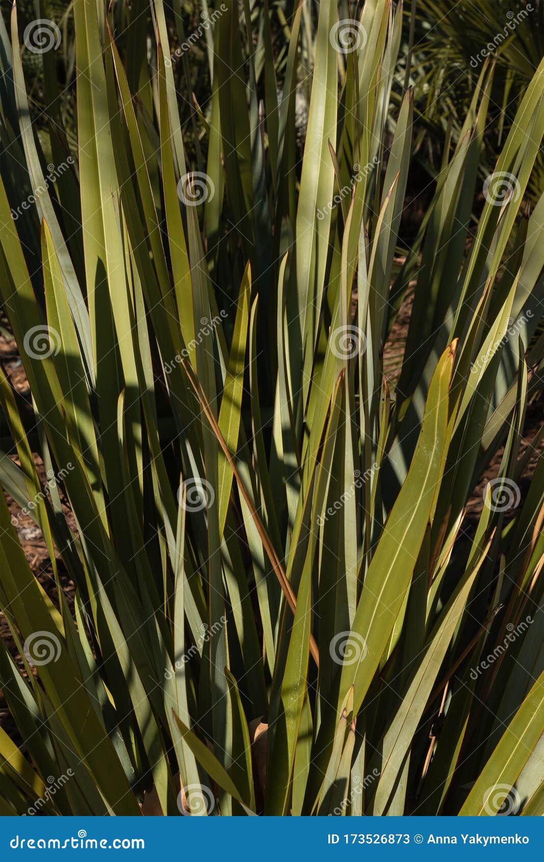 Tall Green Leaves Of Grass Create A Natural Background Leaves Of Reeds In The Sun Stock Image Image Of Plant Isolated 173526873