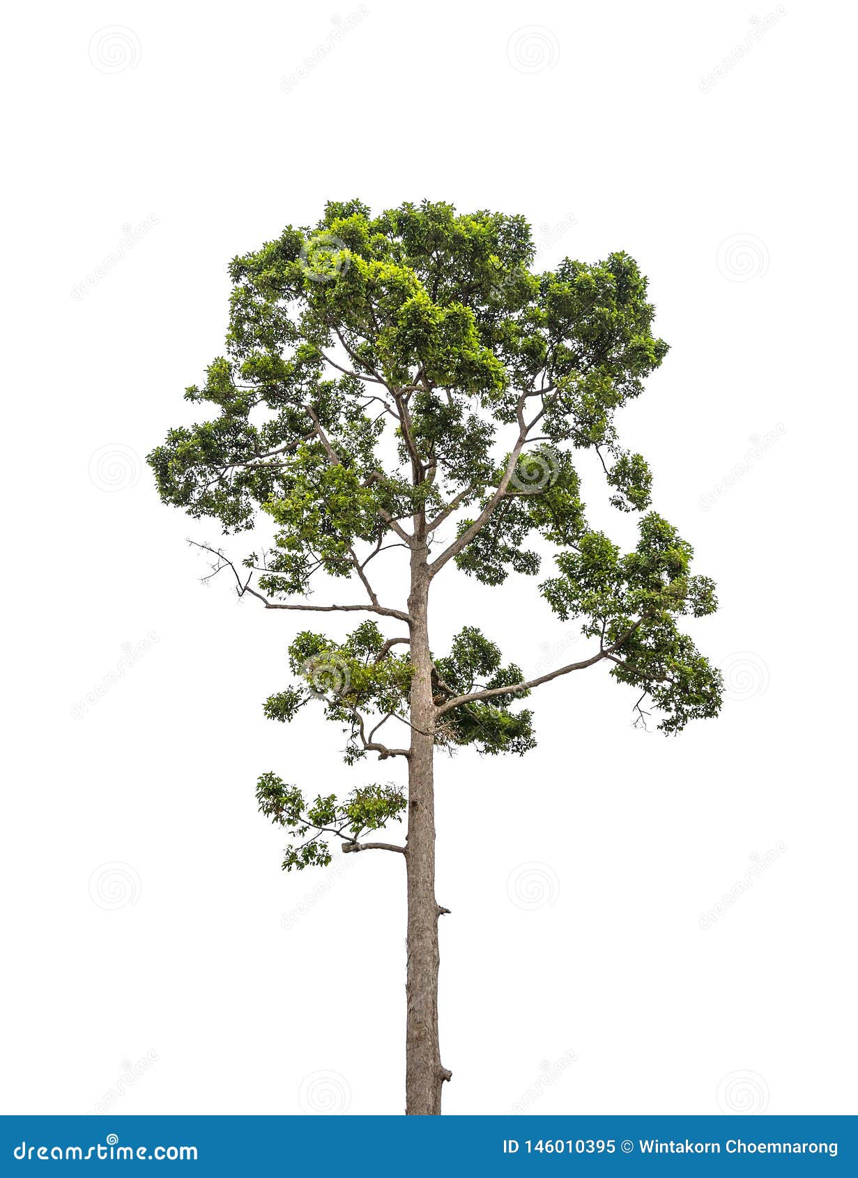 tall green tree  on white background