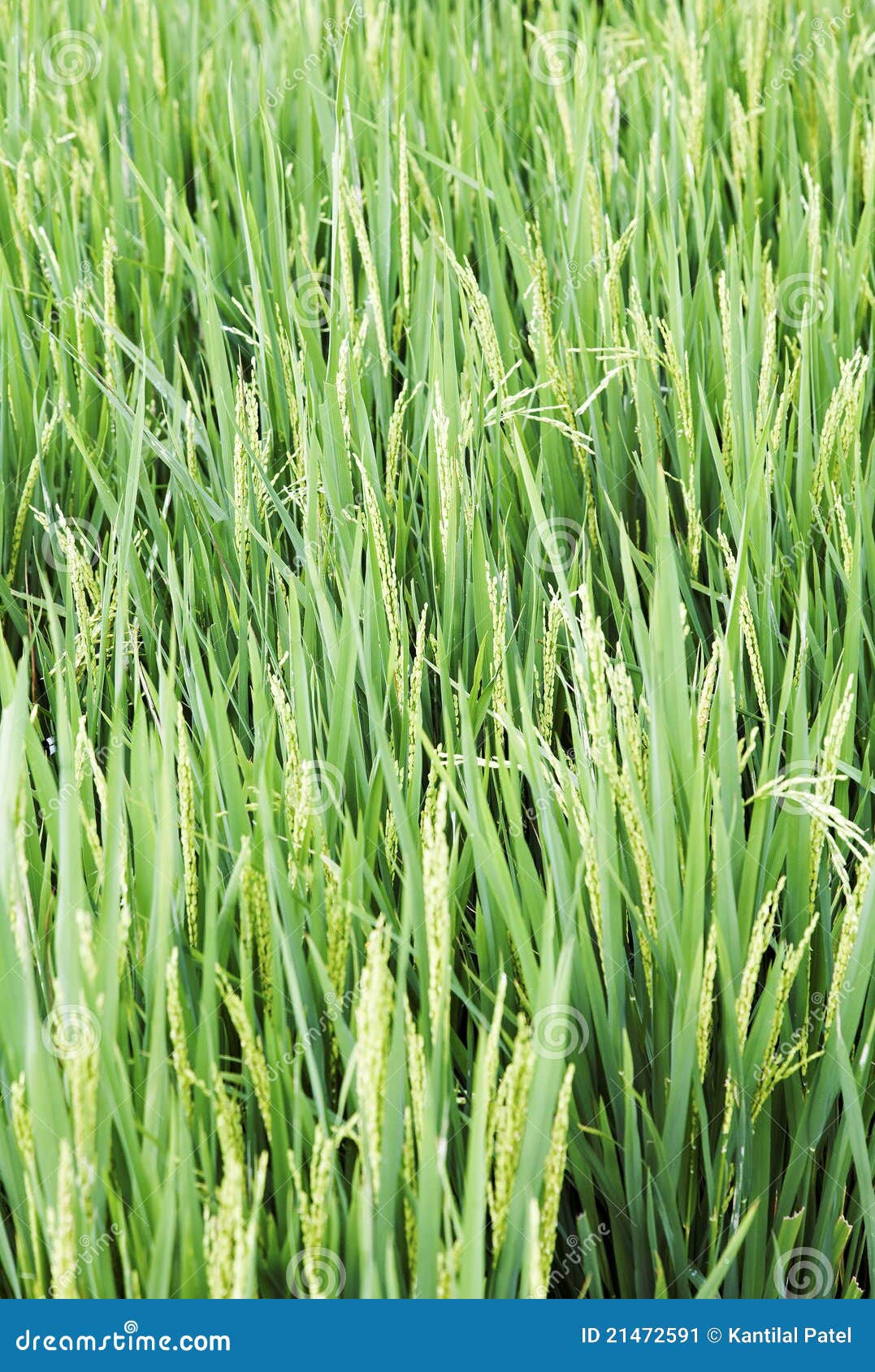 Tall Long Rice Grass Paddy Field Kerala Stock Image Image of kerala