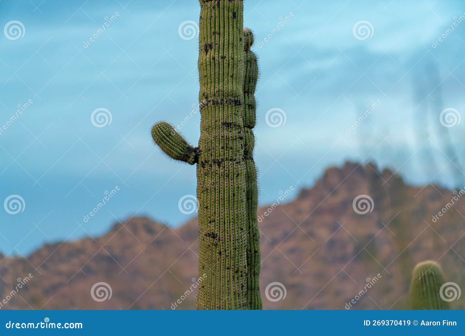 Tall Mexican Cactus in the Cliffs and Hills of Tuscon Arizona in Sabino