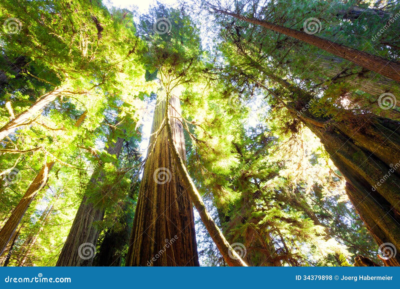 tall old growth redwood trees in sunlight