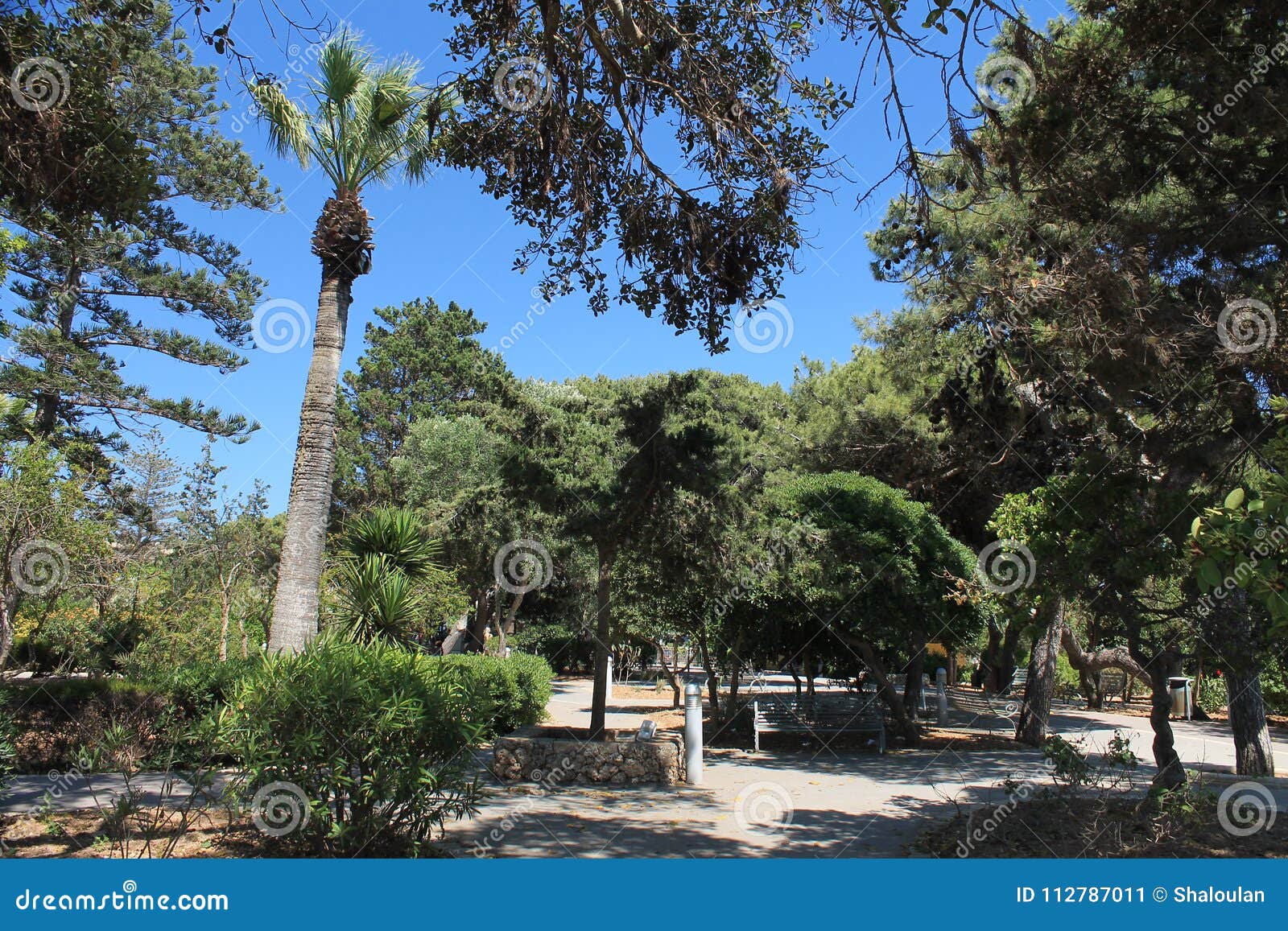 Tall Palm Tree And Bush Gardens Outside Mdina Malta Stock Image