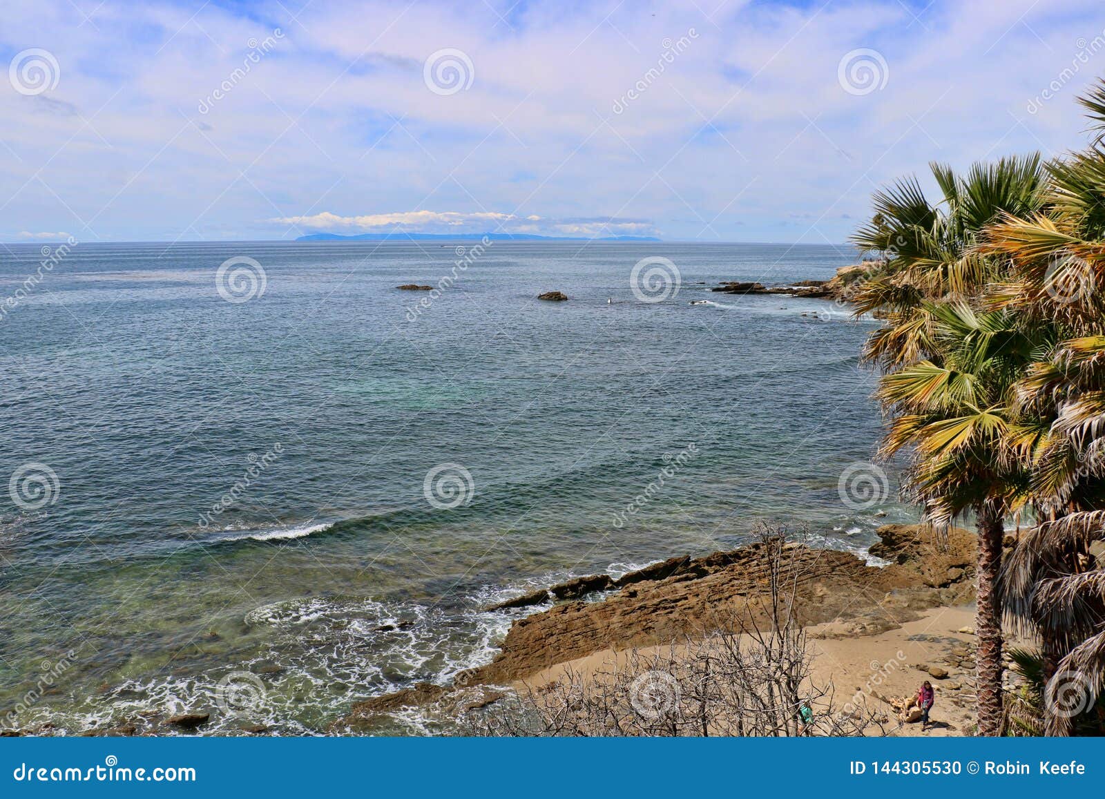 Tall Palm Trees And Bushes Near The Ocean And Beach Stock Photo - Image of calm, seascape: 144305530