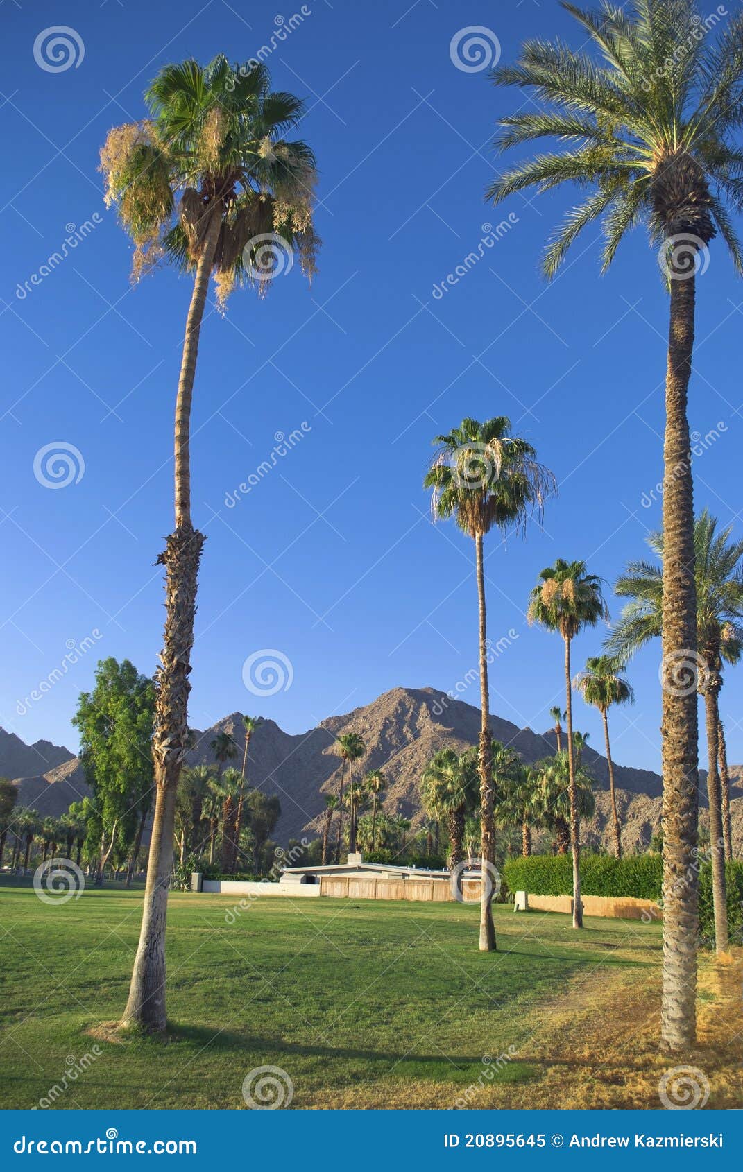Tall Palms stock image. Image of vacation, california 20895645