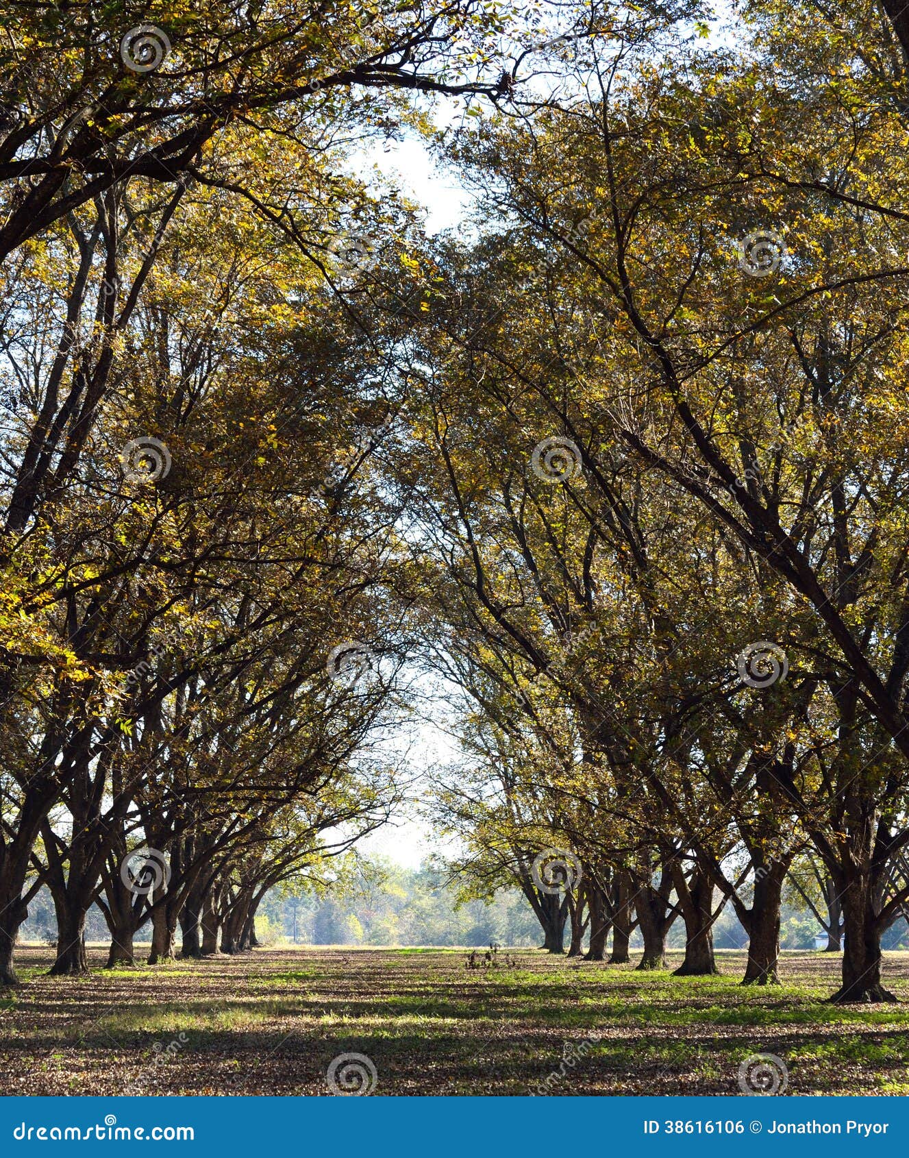 Pecan Tree Farm Orchard Rows Of Young Pecan Trees RoyaltyFree Stock