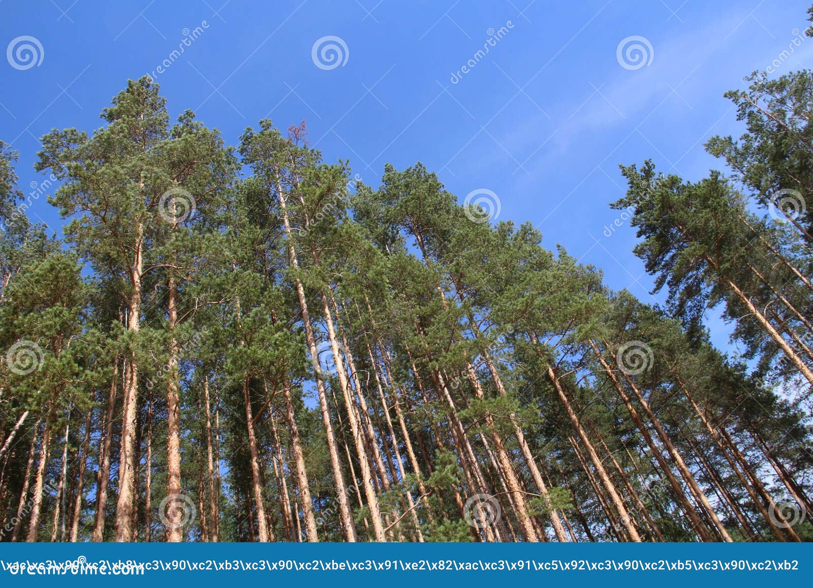 Tall pine four stock photo. Image of green, garden, pine 223966042