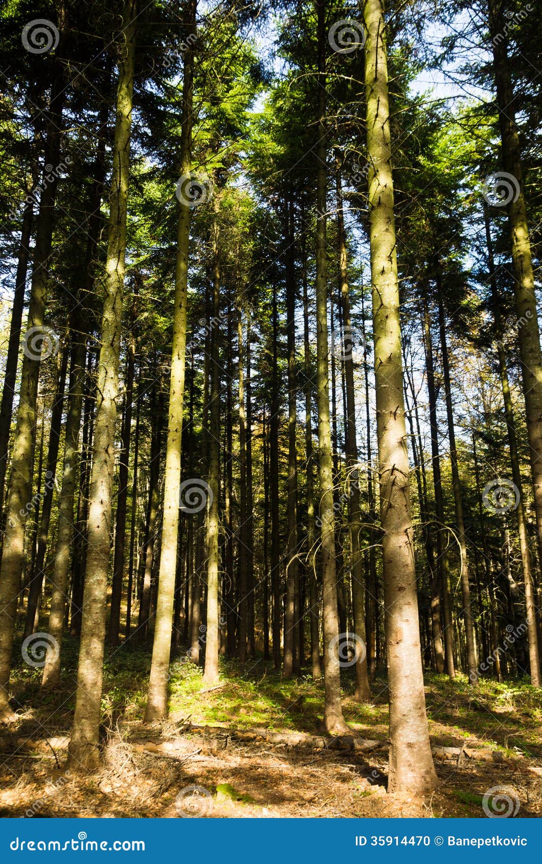 pine tree forest at mount bobija stock photo image tree vector image