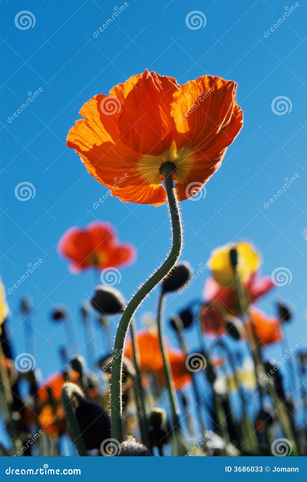 Tall Poppy stock image. Image of sunshine, bright, stem 3686033