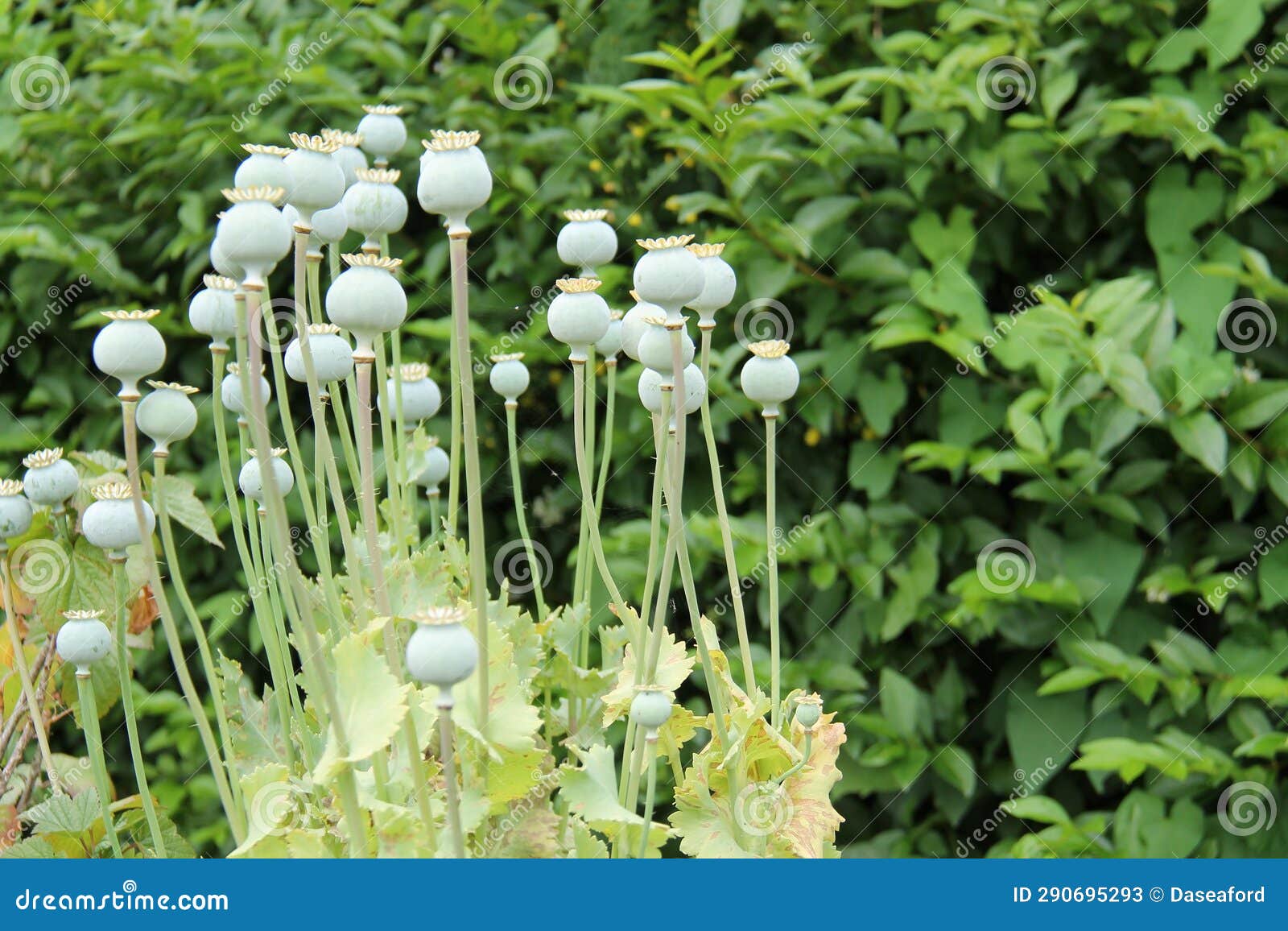 Tall Poppy Plants. stock image. Image of meadow, colorful 290695293