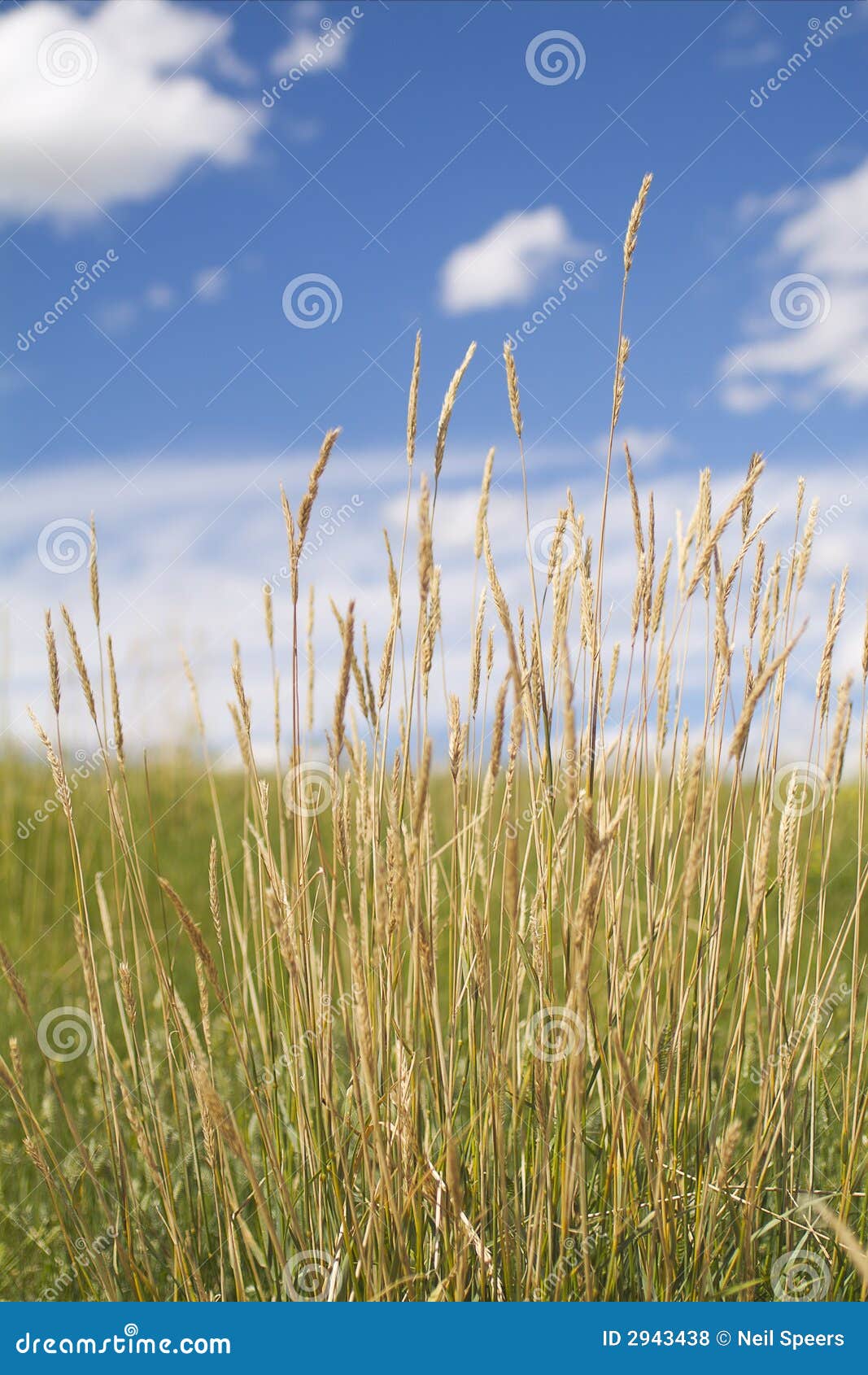 Tall prairie grasses stock photo Image of agriculture 2943438 Tall prairie grasses stock photo Image of agriculture 2943438
