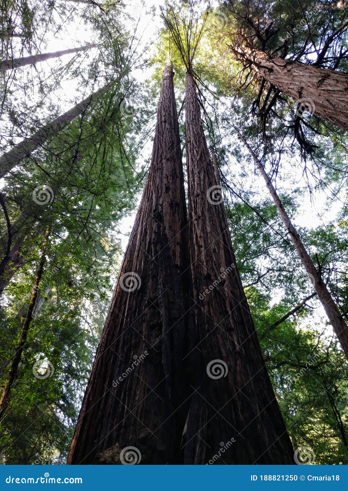 Tall Redwood Trees CA Sunshine Forest Stock Photo - Image of forest