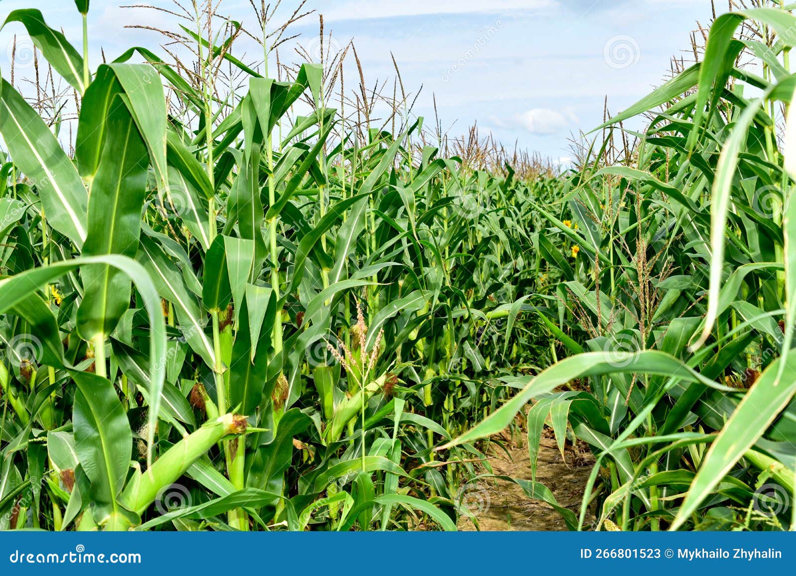 Cornfield. Rows of High Corn in the Field. Stock Image Image of food
