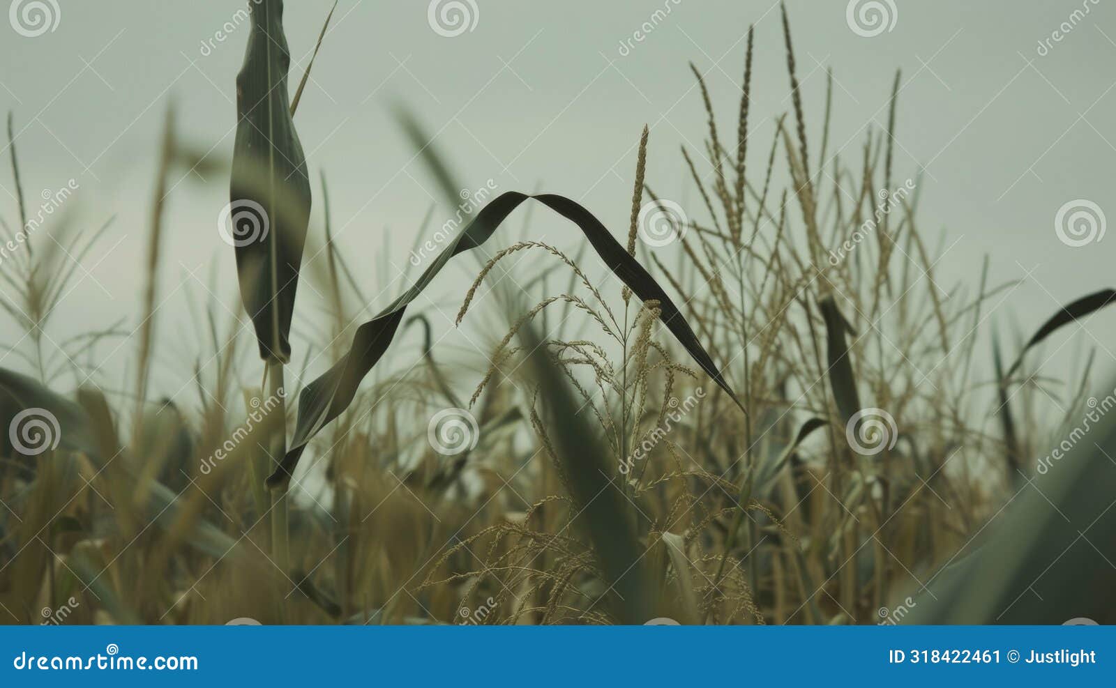 the tall stalks of corn sway in the breeze their silky yellow tels signaling that they are ready for pollination