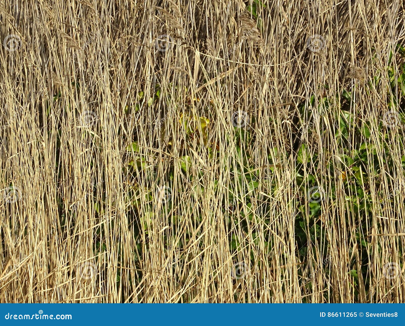 Tall Straw in Nature Background Stock Image Image of webpage, textured 86611265