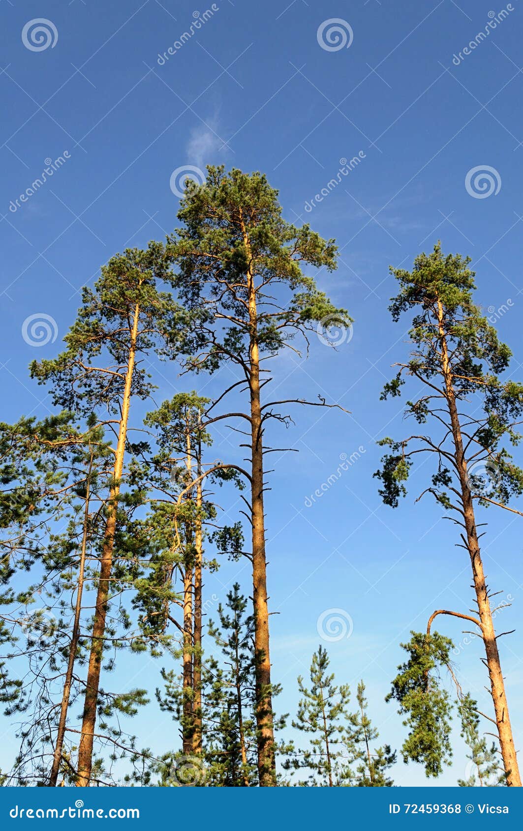 Tall thin pine trees stock photo. Image of blue, wilderness - 72459368