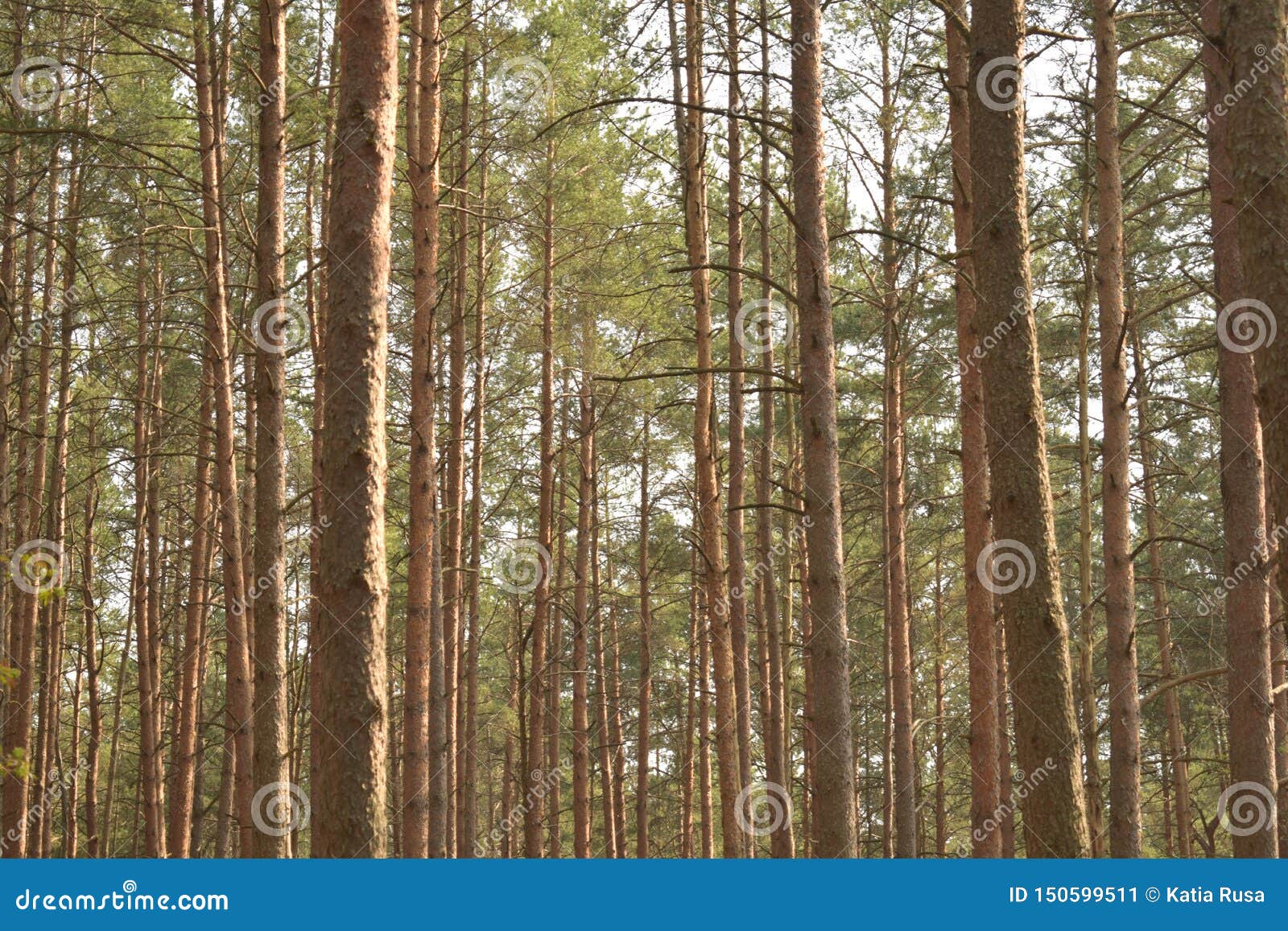 Pine trees in the forest stock image. Image of tall 150599511
