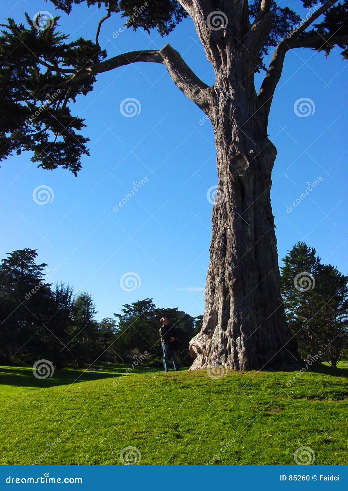 Tall Tree Stock Photo Image Of Growth Look Large Outdoor