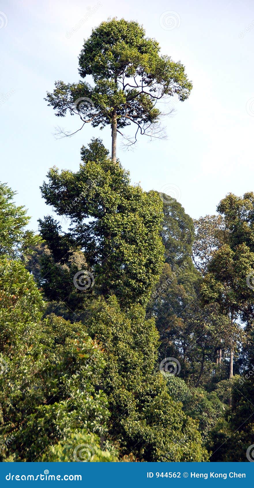 tall tree