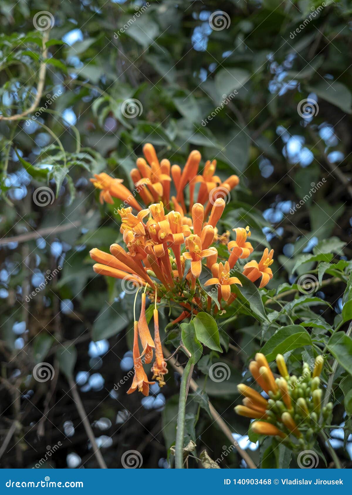 Tree with Beautiful Red Flowers, Guatemala Editorial Stock Photo ...