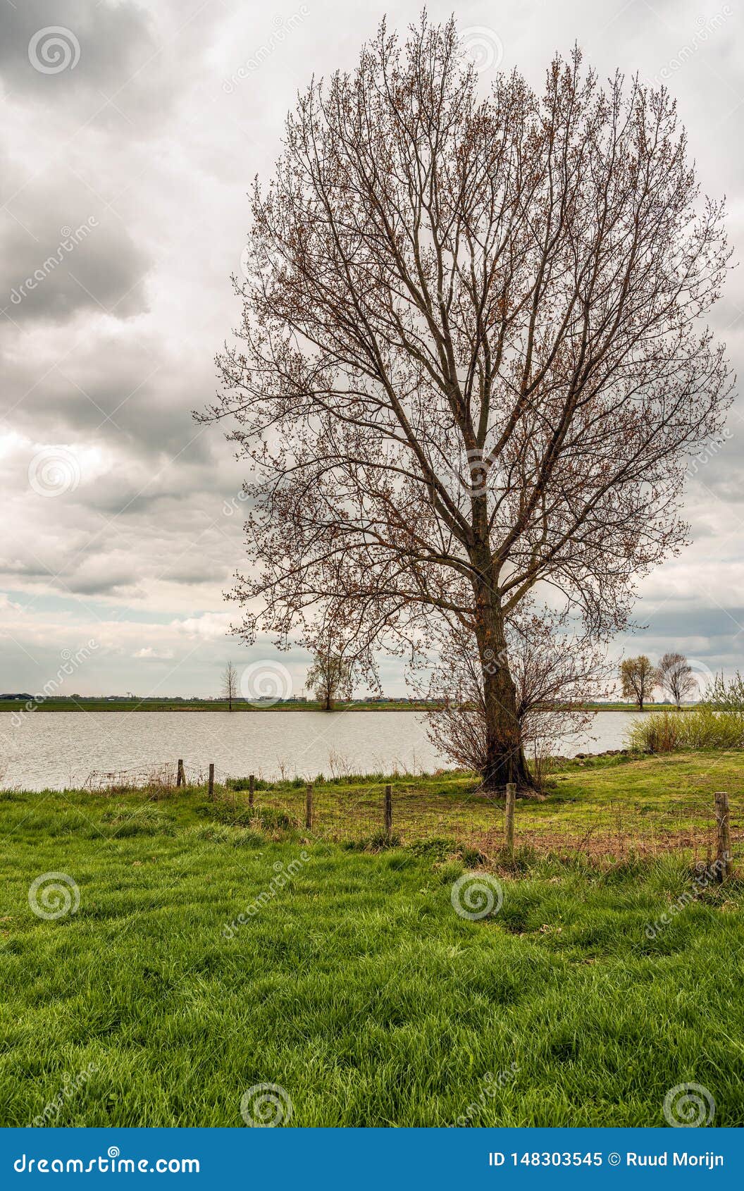 tall tree just budding on the flood plain of a dutch river