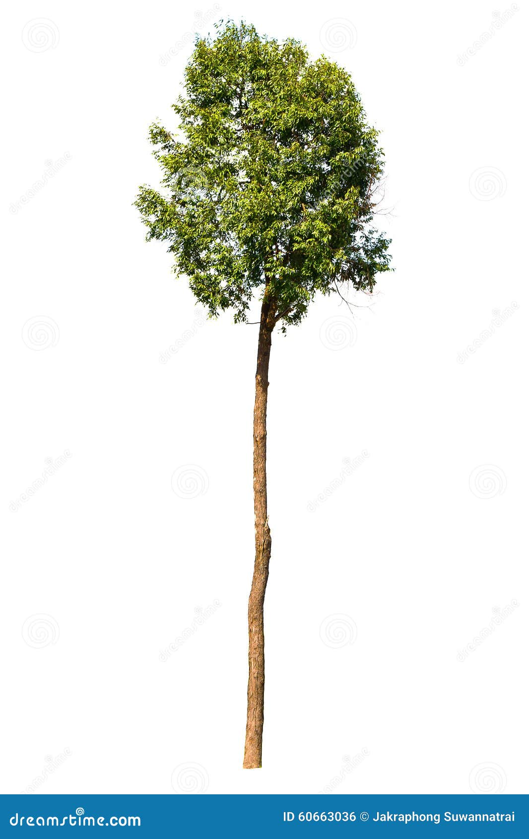 27 219 Tall Tree White Background Photos Free Royalty Free Stock Photos From Dreamstime