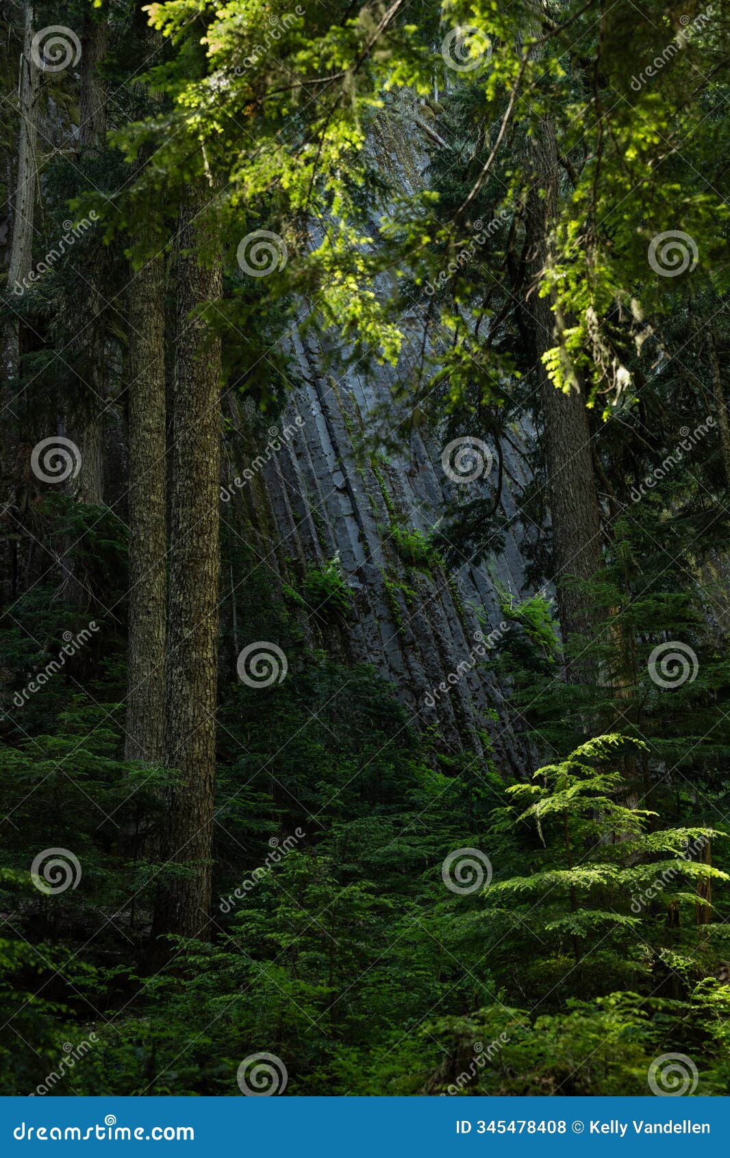 tall trees attempt to hide basalt columns