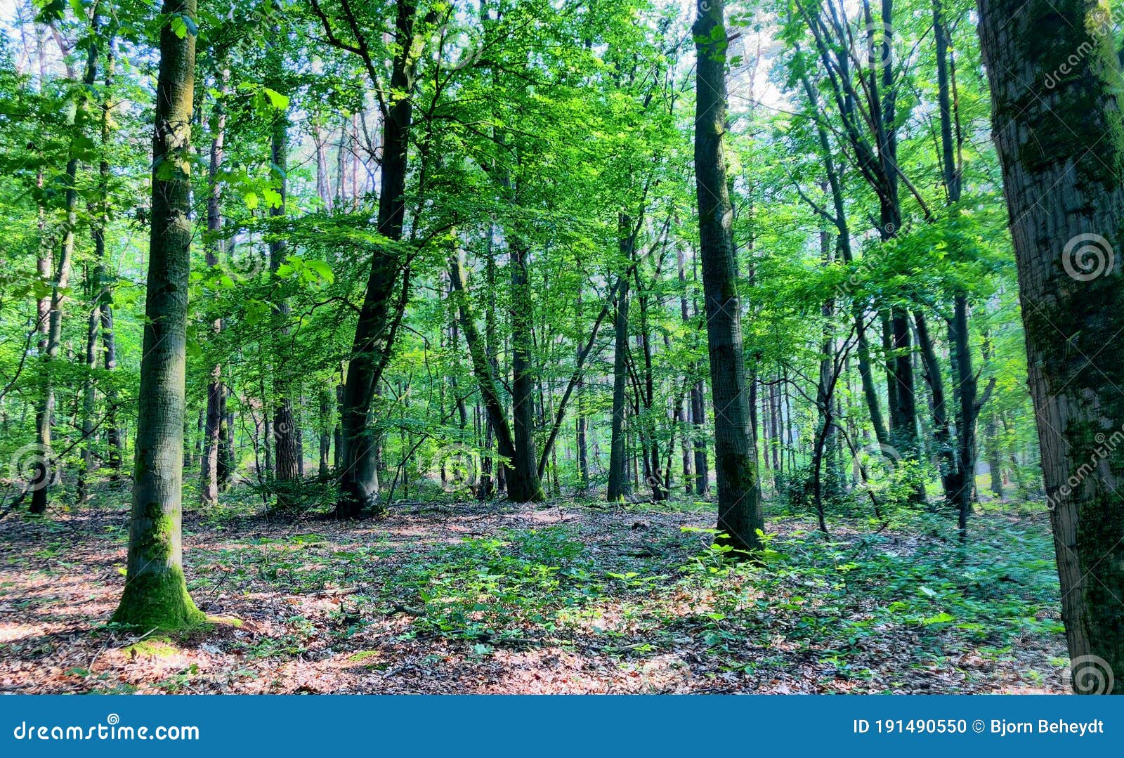 Tall Trees with Green Leaves Along Forest Path Stock Photo - Image of ...