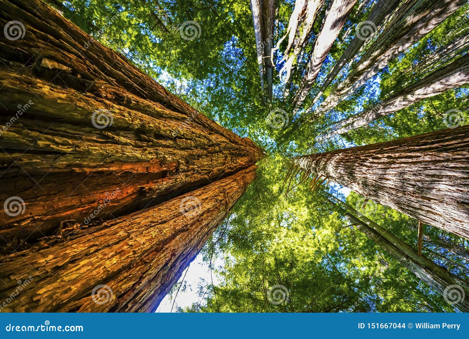 tall trees towering redwoods national park crescent city california