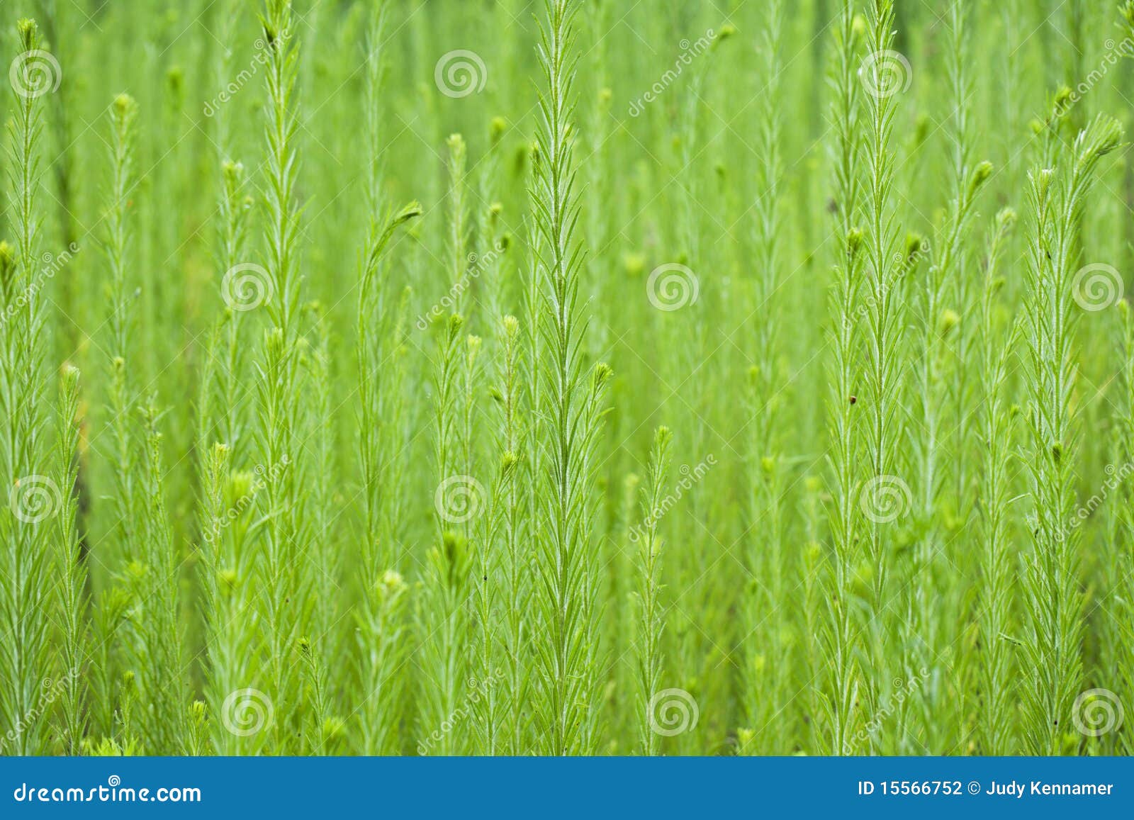 Tall Weeds in Wildflower Garden Stock Photo Image of closeup, green