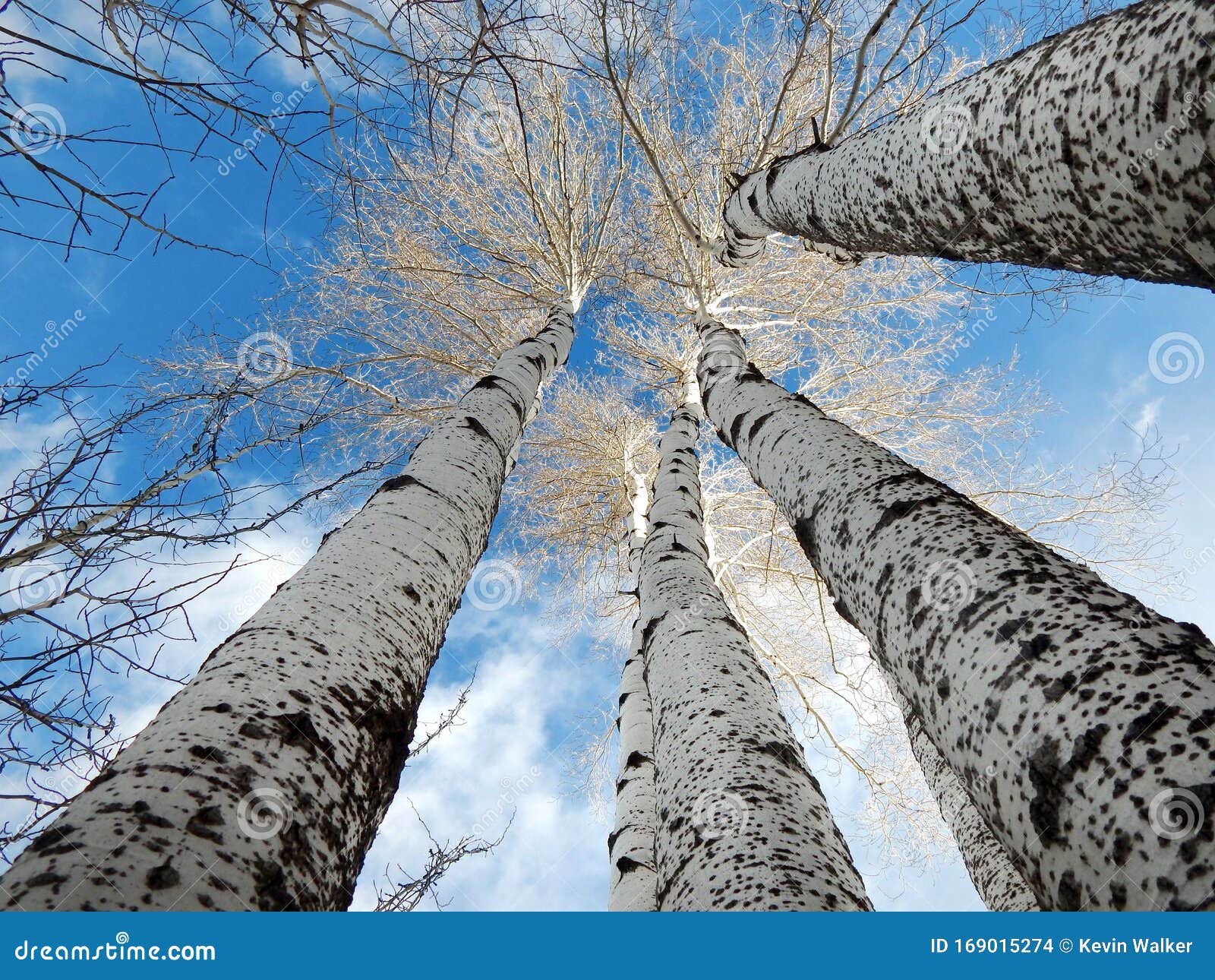 White Barked Quaking Aspen Trees Under Autumn Golden Leaves Royalty