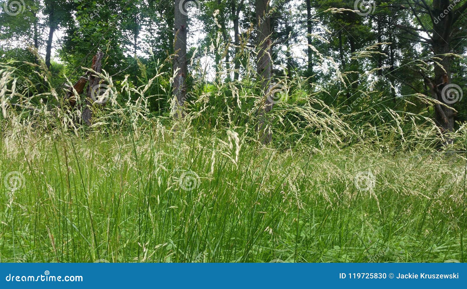 tall grass