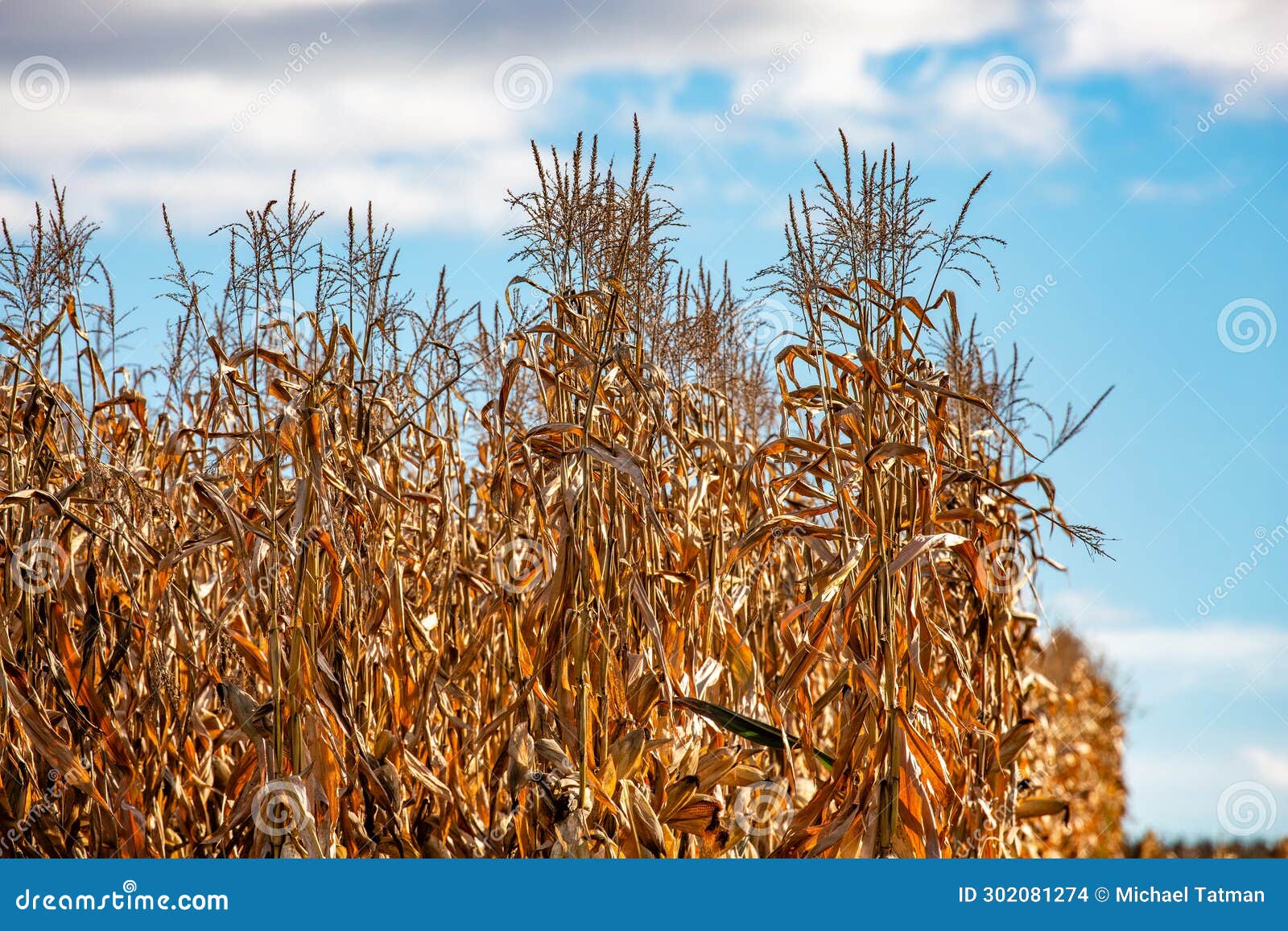 Tall Wisconsin Corn Stocks Ready for Harvest Stock Photo Image of space, farmland 302081274