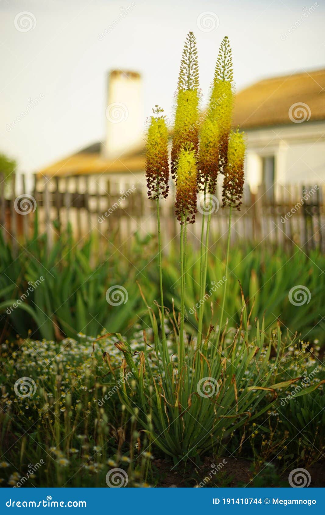 Tall Yellow Brown Flowers Grow in Summer Rural Garden Stock Photo