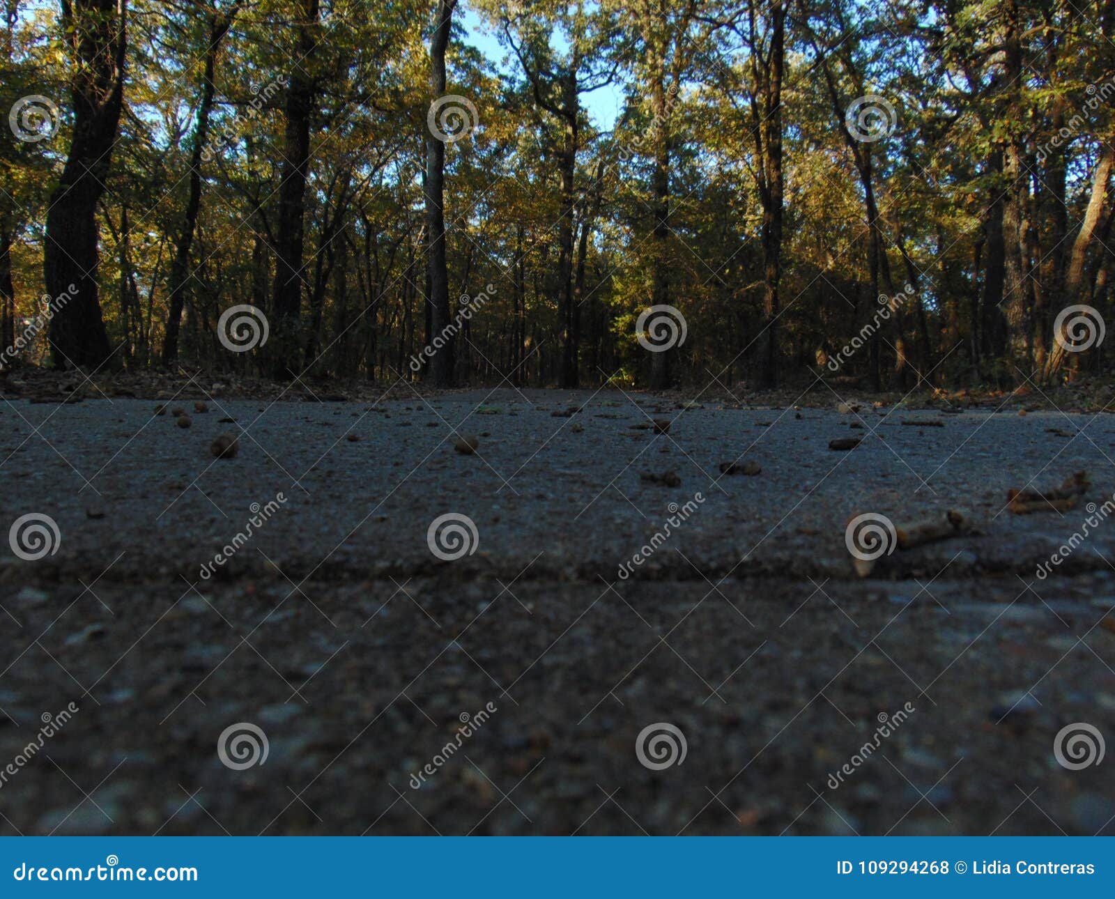 taller trees in the forest