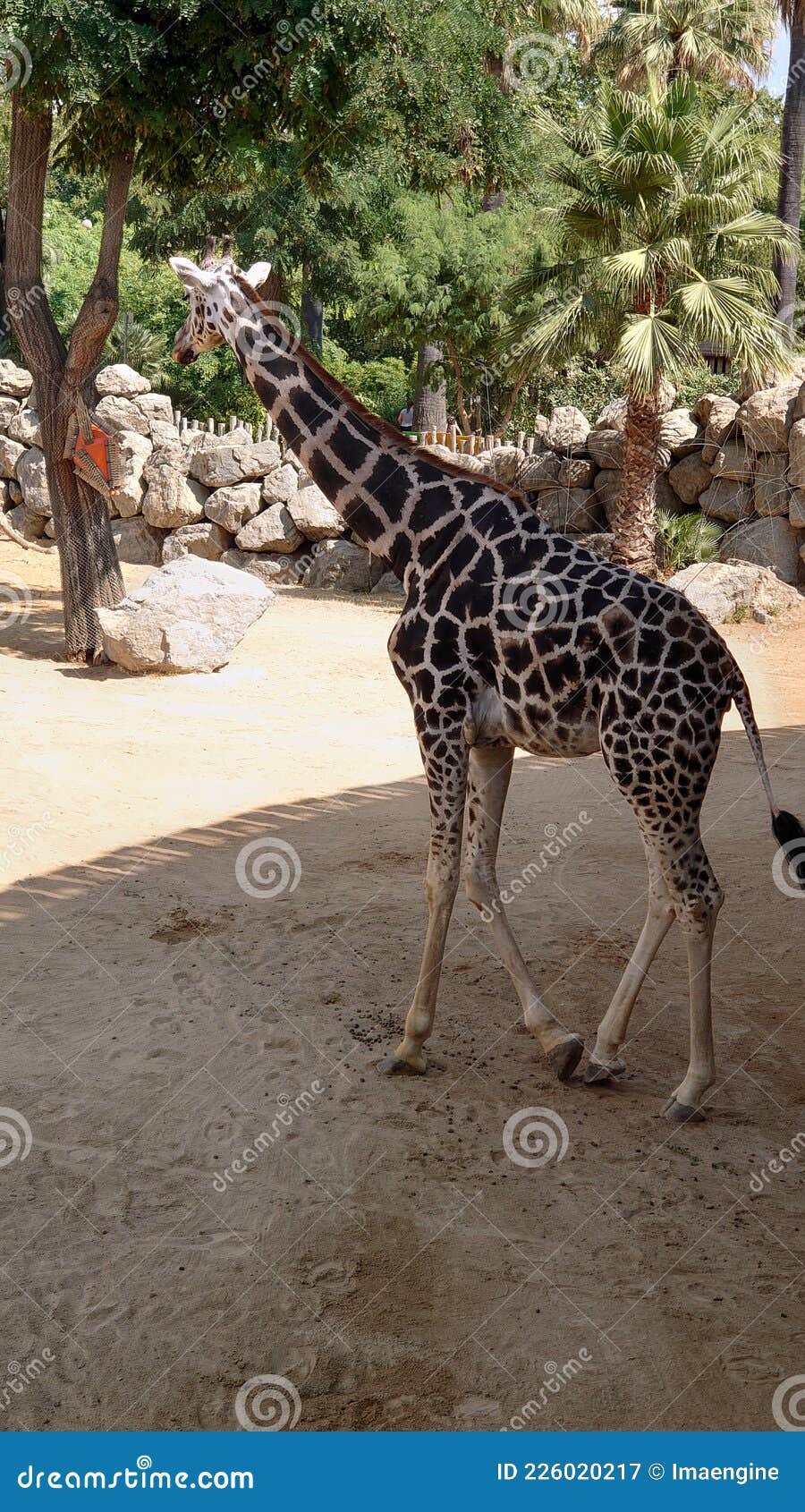 Tallest Animal on Earth - the Giraffe Stock Image - Image of plant, safari: 226020217 Tallest Animal on Earth - the Giraffe Stock Image - Image of plant, safari: 226020217