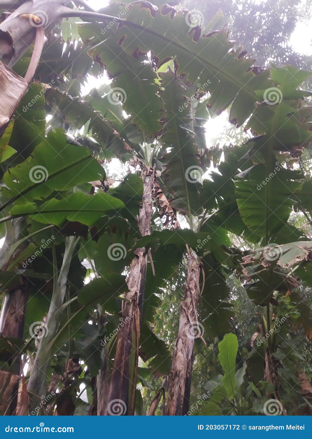 Tallest Banana Plant in Manipur and Extinction Stock Photo Image of