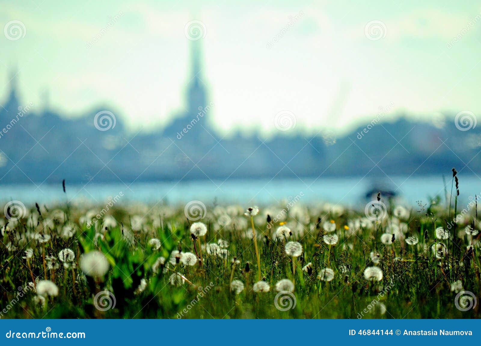 Tallinn stock photo. Image of estland, dandelions, capital 46844144