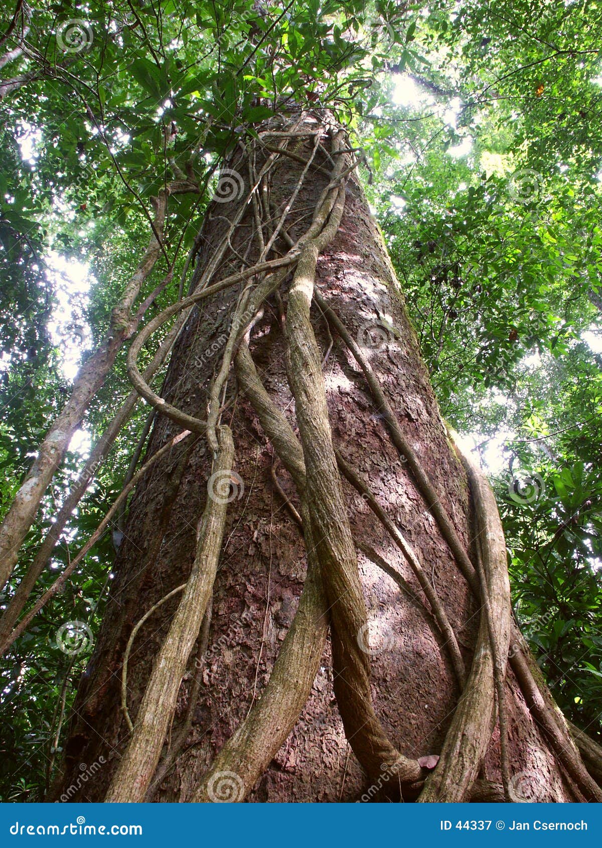 Tallos en tronco de árbol imagen de archivo. Imagen de plantas 44337