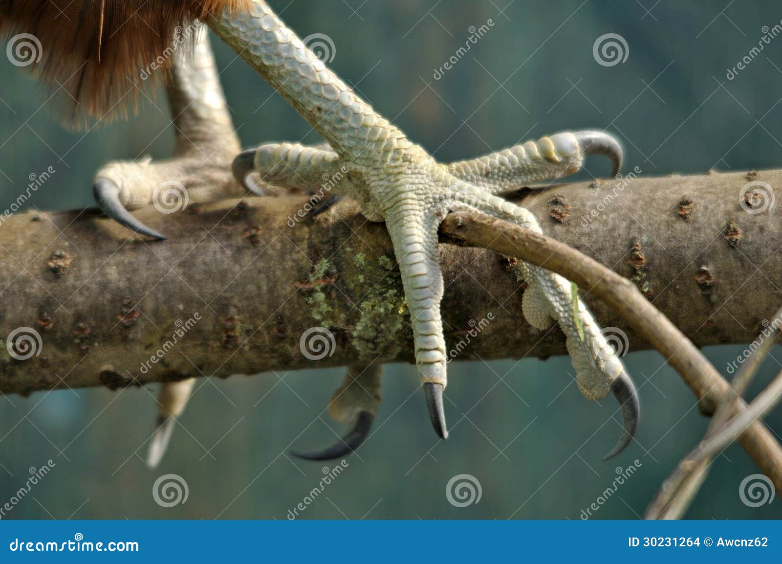 nz falcon talons