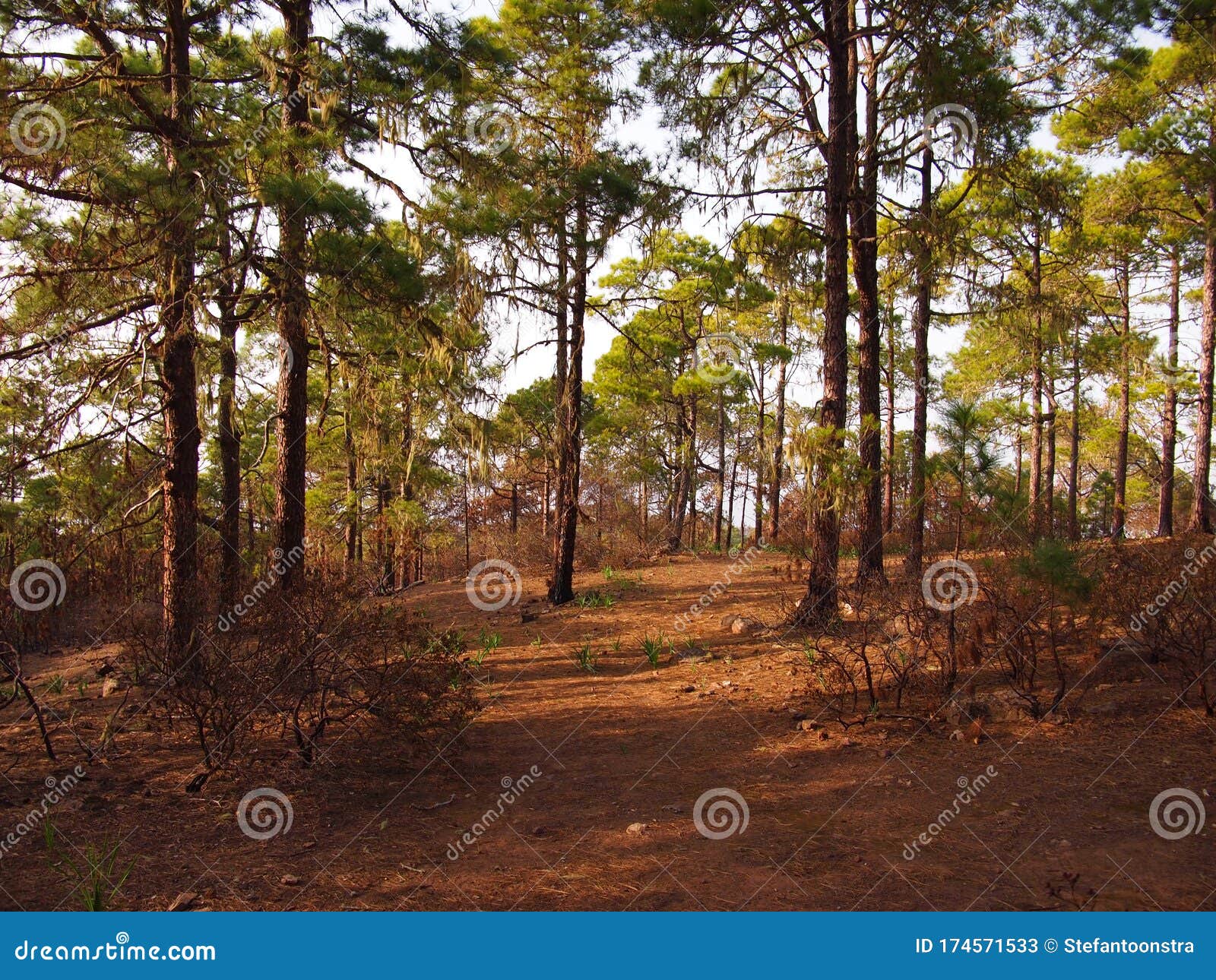 tamadaba natural park (gran canaria, spain)