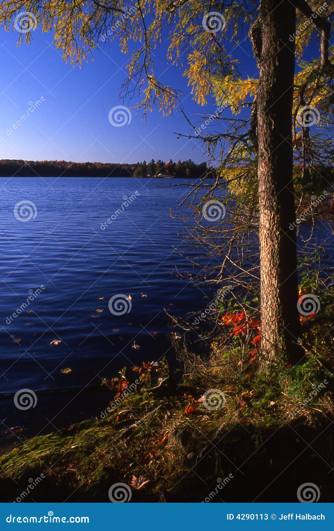 Tamarac and Lake stock image. Image of pristine, drinking 4290113