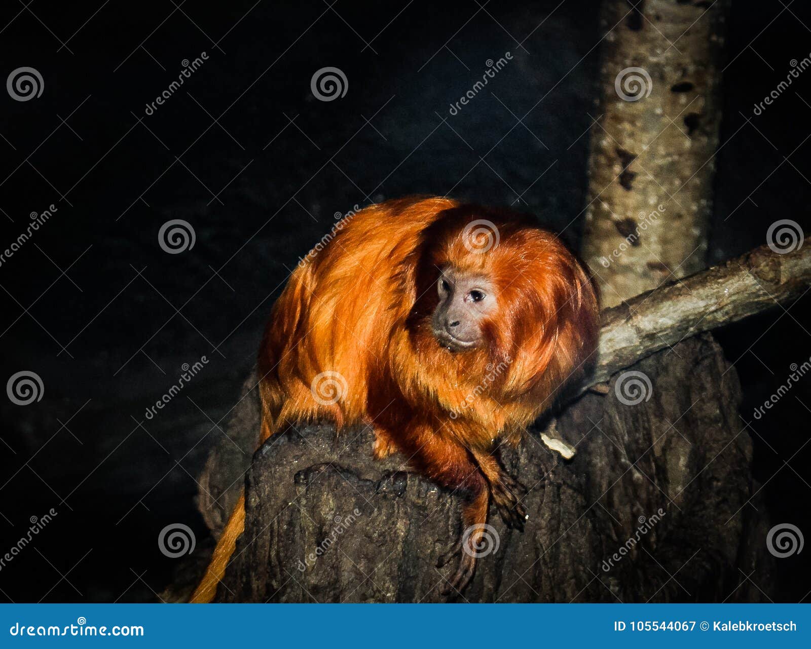 Tamarin dourado do leão. Os esforços da conservação são necessários para este animal posto em perigo A perda do habitat, caçar, e o comércio ilegal do animal de estimação são contribuinte principais à perda de animais