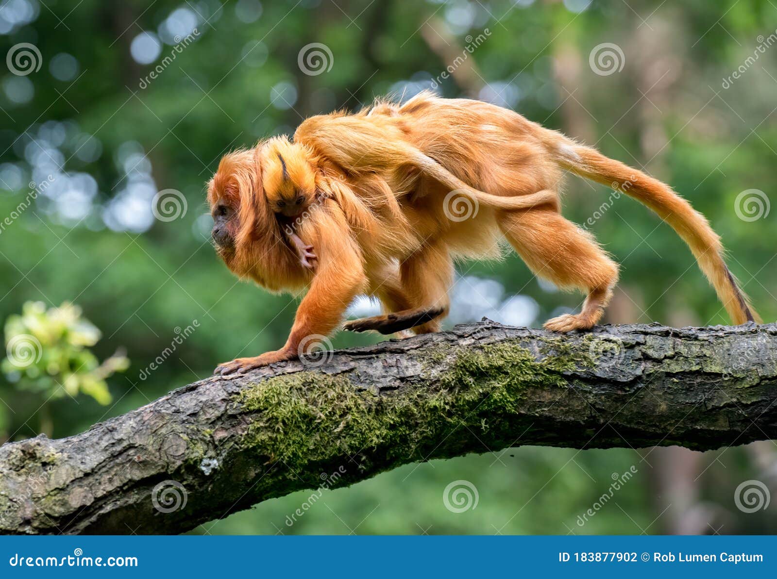 Tamarin Lion D Or Avec Une Jeune Photo Stock Image Du Famille Monde Tamarin Lion D Or Avec Une Jeune Photo Stock Image Du Famille Monde