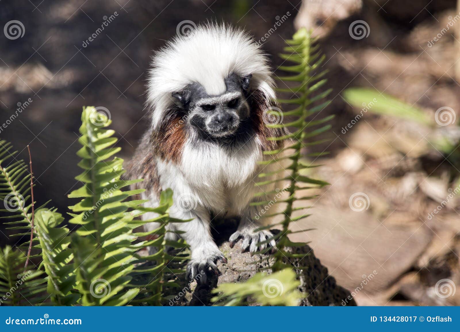 Detalhe Do Macaco-sagui Na árvore. Foco Seletivo Imagem de Stock - Imagem  de primata, animal: 202424853