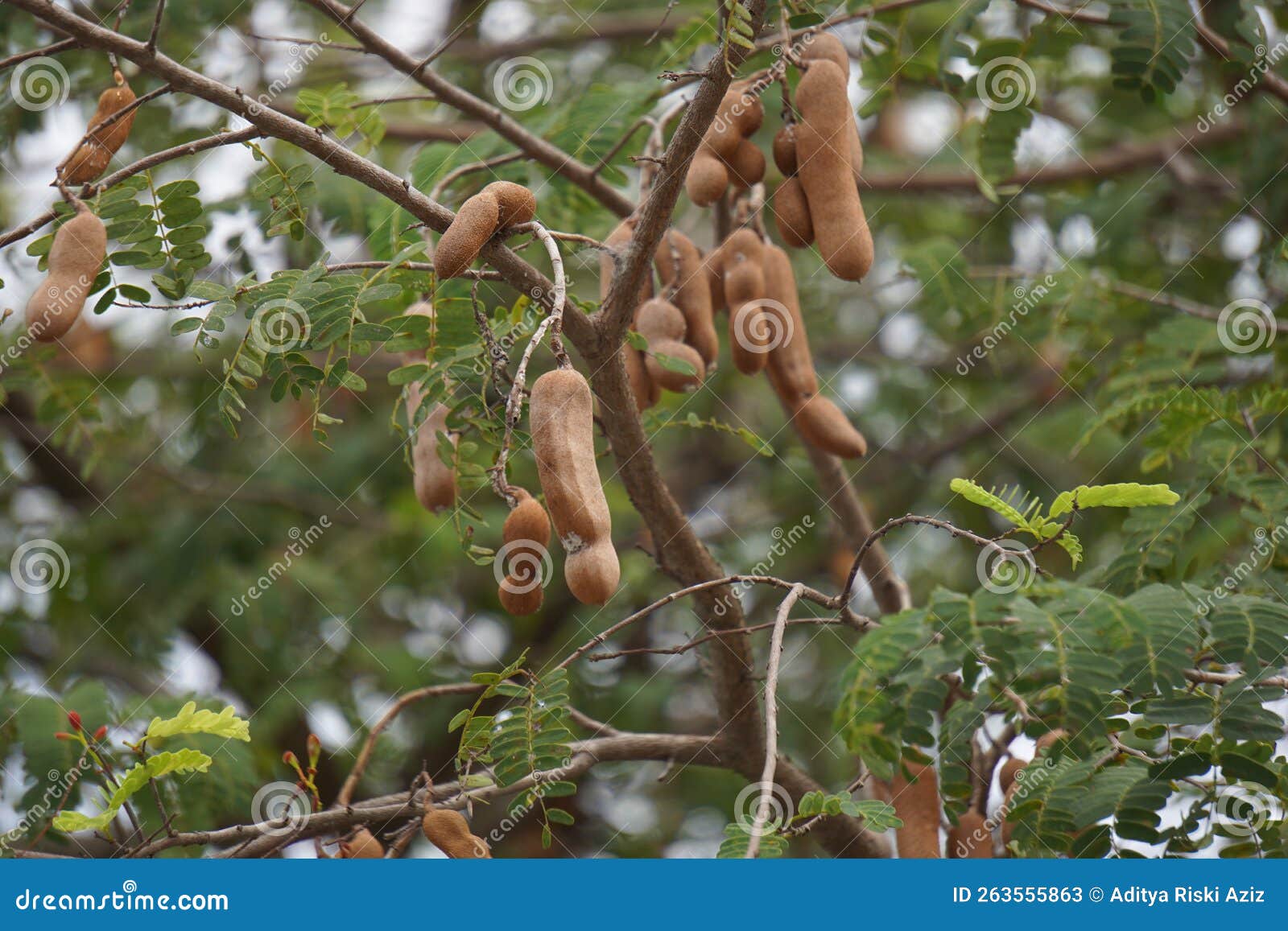 Tamarind (Also Called Tamarindus Indica, Asam) Fruit on the Tree Stock