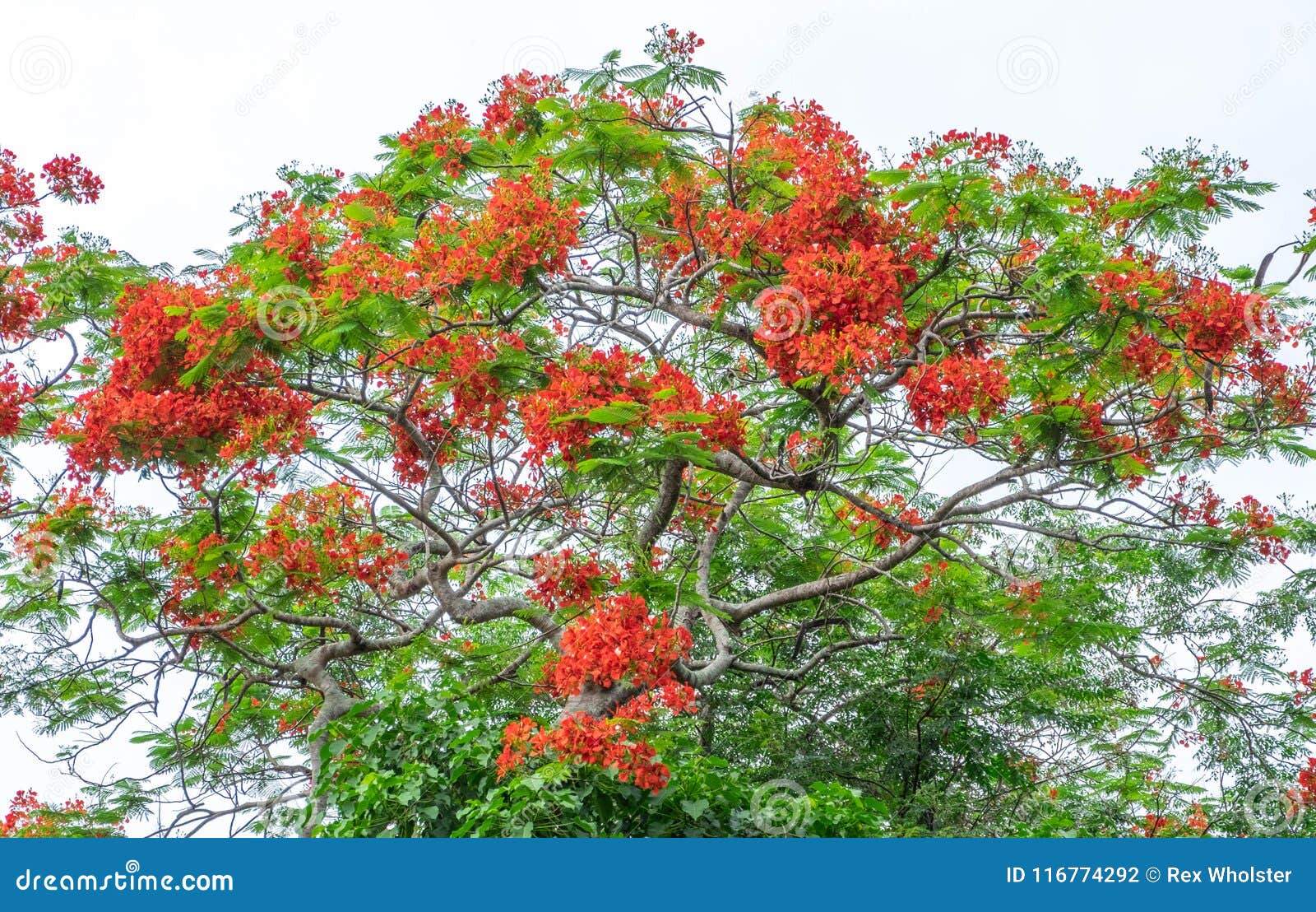Tamarind Blossoms On Jungle Tree Stock Photo Image Of Laos Indochina