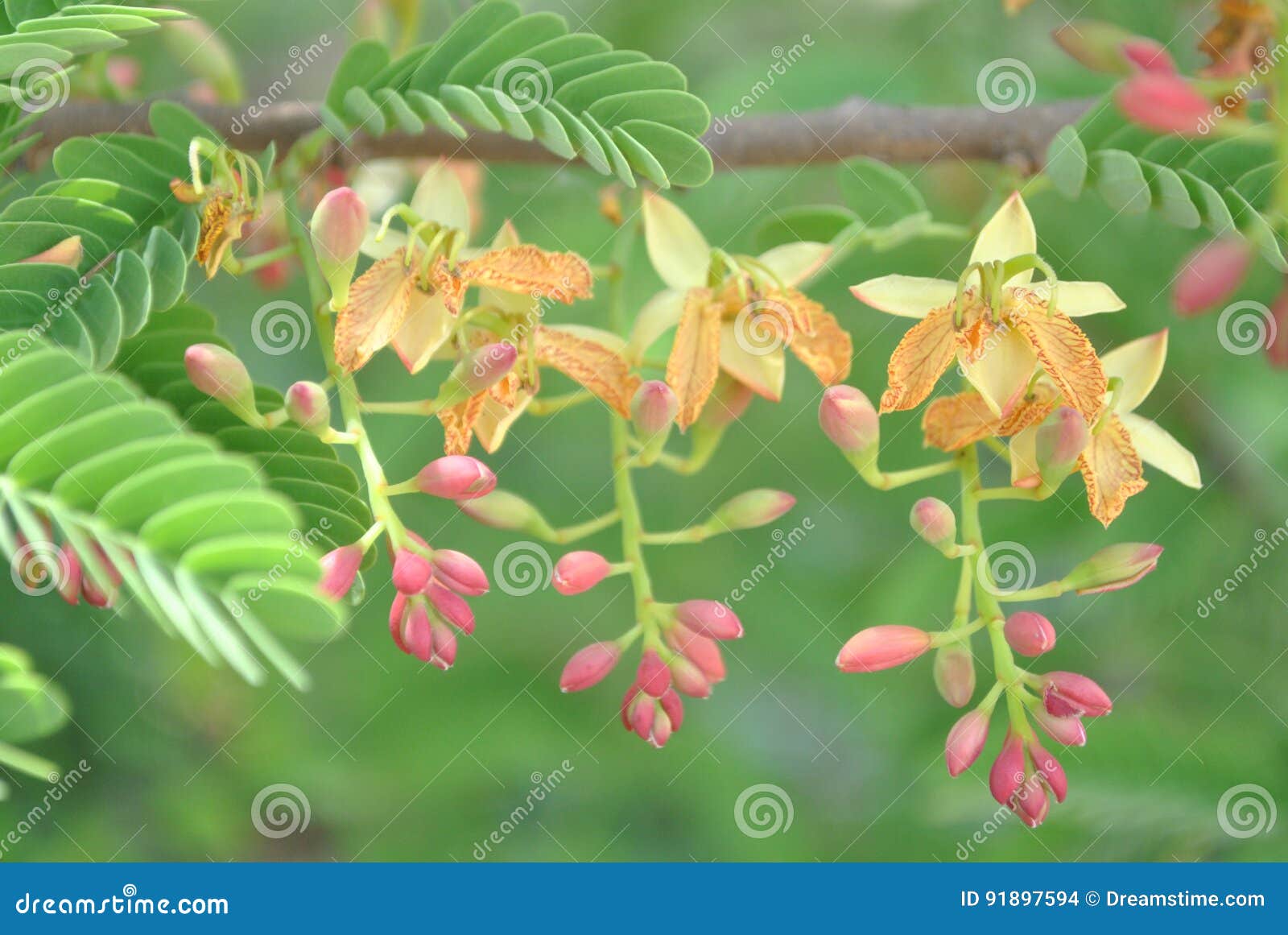 1 470 Tamarind Flower Photos Free Royalty Free Stock Photos From Dreamstime
