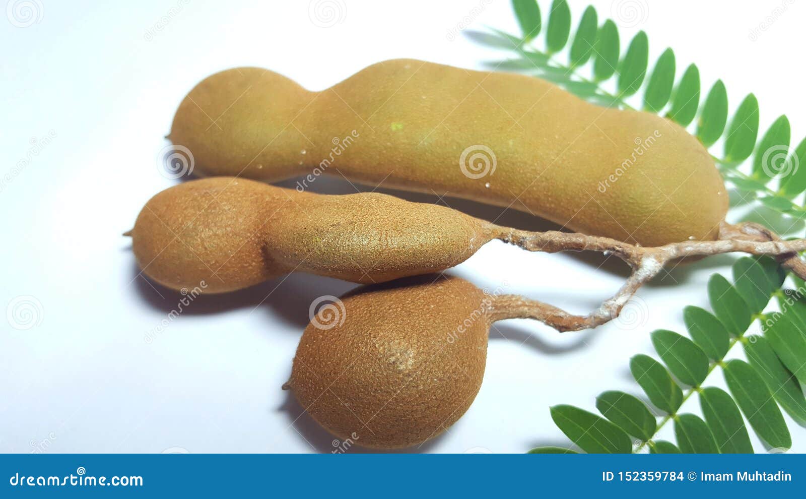 Tamarind Fruit, One of the Fruit with Sour Taste Stock Photo - Image of  brown, green: 152359784