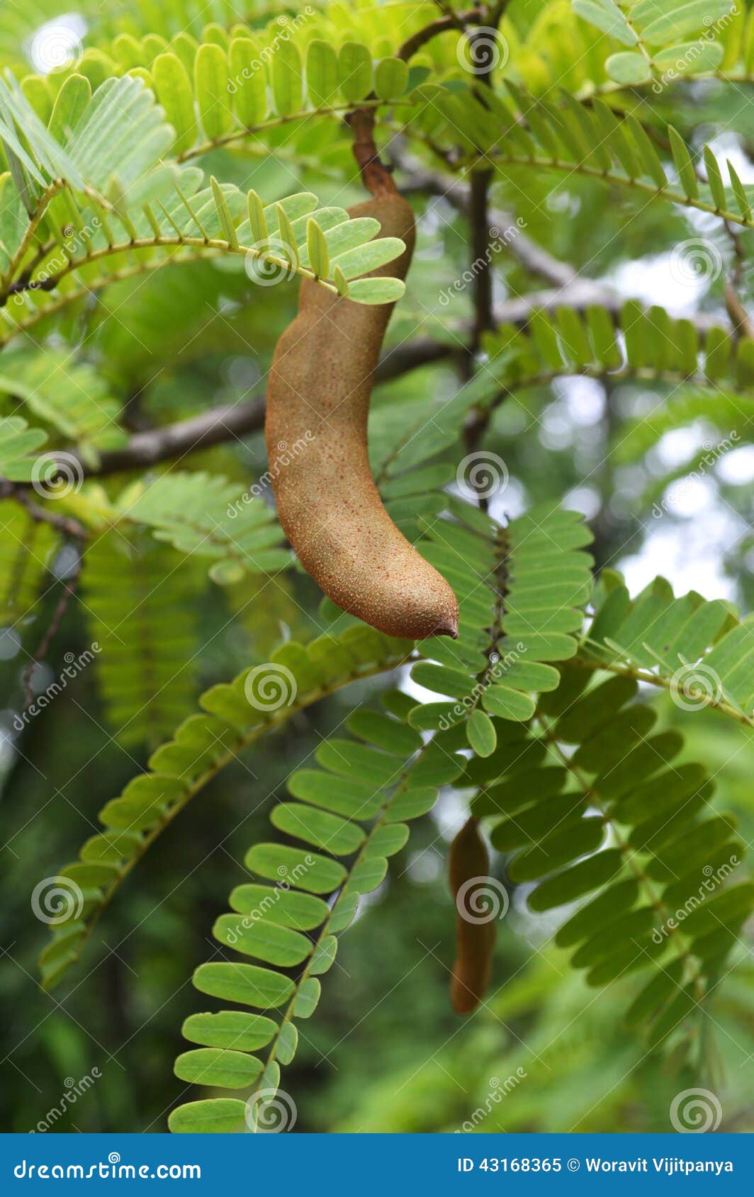 Tamarind fruits stock image. Image of food, tamarind 43168365