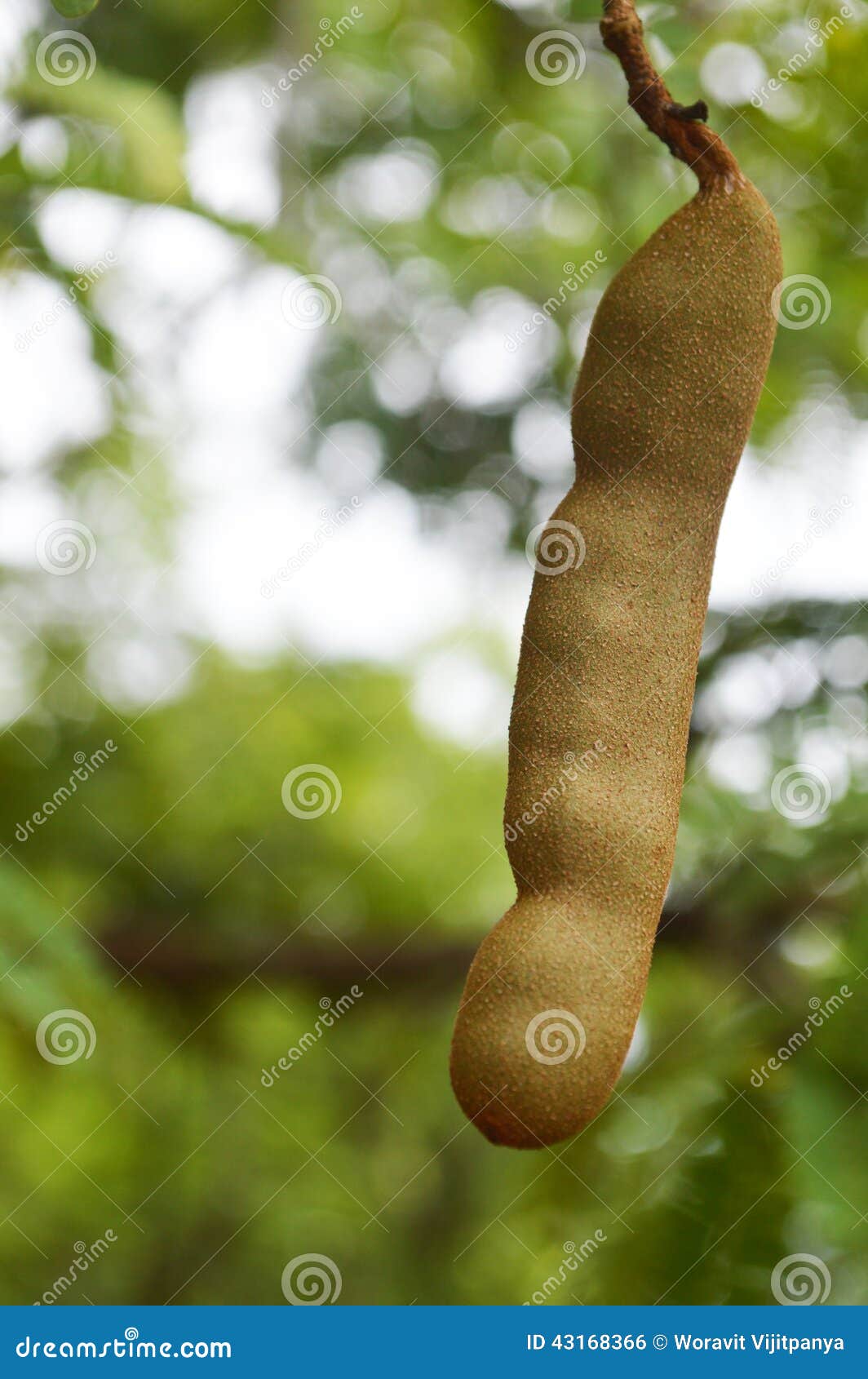 Tamarind fruits stock photo. Image of tamarindus, flavour 43168366